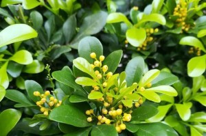 了解米兰开花时间（米兰花的花期和养护技巧）
