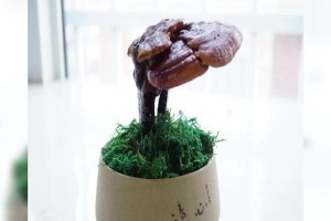 灵芝是草本植物吗？（探究灵芝的植物分类与特征）