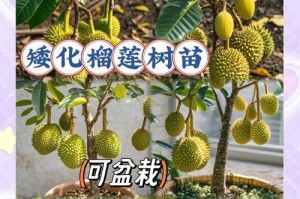 湖南种榴莲，挑战还是机遇？（探讨湖南种植榴莲的可行性及发展前景）