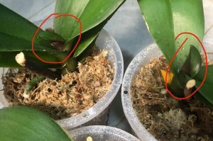 蝴蝶兰叶子出现白斑，可能存在的问题及处理方法（白斑成因、病虫害防治和养护技巧）