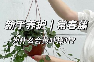 常青藤植物干叶的形成与作用解析（常青藤植物为何拥有干叶，干叶在植物生长中的重要性）