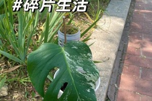 让龟背竹健康成长，提高观赏价值（让龟背竹健康成长，提高观赏价值）