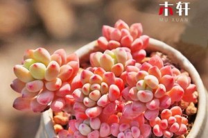 多肉绿豆瘪（揭开多肉绿豆瘪的真相，帮助你正确护理你的多肉植物）