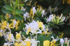如何养护金银花盆景（打造美丽的金银花盆景，从这几个方面入手）