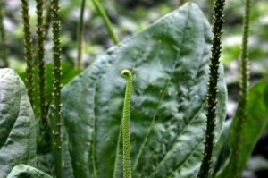 车前草种植时间详解（正确把握种植时间，打造鲜艳花海）