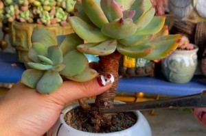 多肉植物变软了怎么办？（教你如何挽救变软的多肉植物）