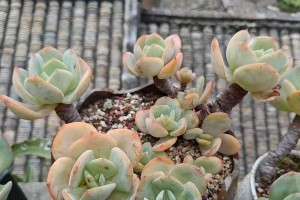 以白凤多肉老桩控的技巧和方法（揭秘白凤多肉老桩控制的秘密，轻松打造独特盆景）