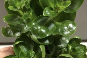 四月份长寿花为何未开花？（长寿花花苞未开放的原因及解决方法）