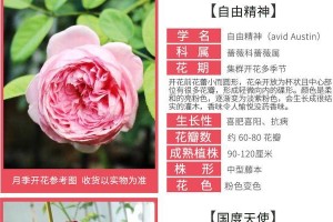 欧月与蔷薇花的区别及特点（一探两种花卉的生长环境、外观和用途）