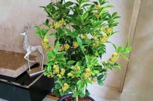 以盆栽嫁接日香桂的养殖技巧（嫁接日香桂）