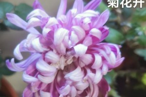 紫色菊花养护指南（打造绚丽紫色花园，紫色菊花的养殖与照料）