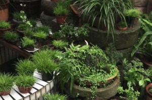 野生菖蒲的养殖方法（打造自家菖蒲花园，享受野外芬芳）