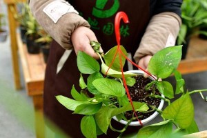 家里花的正确浇水方式（保持花卉生机勃勃的秘诀与技巧）