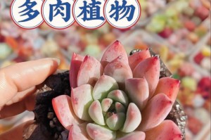 多头繁荣（从一枝到众多头，多肉植物的生长之谜解析）