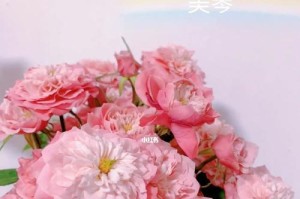 果汁玫瑰养殖全攻略（种植技巧、施肥方法、病虫防治一网打尽）