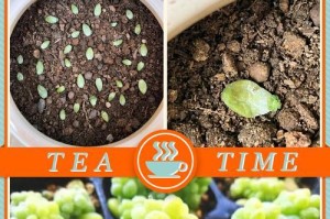 多肉水催苗的方法与技巧（以多肉水催苗，打造绿色家园）