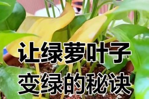 怎样处理绿箩的黄叶问题（有效措施解决绿箩黄叶，保持植物健康生长）