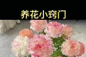 如何正确给花浇水（关键步骤和注意事项）