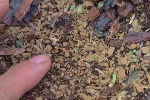 如何配制盆景用土——打造美丽的盆景艺术