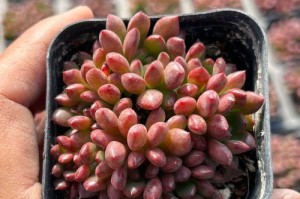 如何培养出状态良好的红宝石植物？（红宝石植物养护指南，让您的植物焕发出最佳状态）