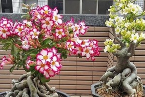 玫瑰不开花时，如何妥善护理？