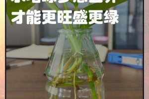 如何正确养护绿萝，让她健康茂盛（绿萝养护秘籍，掌握关键诀窍）