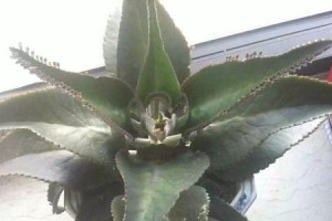 以落地生根用叶子怎么种？（通过叶子扦插，轻松让植物生根。）