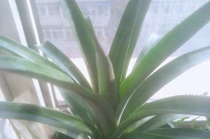 菠萝花顶的养护技巧（了解菠萝花顶的特点及正确的养护方法）