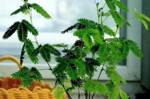 揭秘含羞草的根（探究含羞草根的形态和特点）