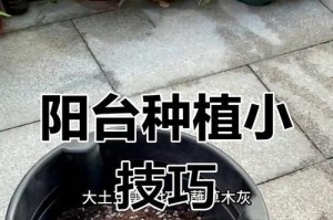 阳台种植土豆的方法与技巧（探索阳台种植土豆的乐趣与收获）