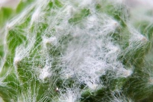以蛛丝卷绢的生长加速技巧（如何利用蛛丝卷绢快速促进植物生长）