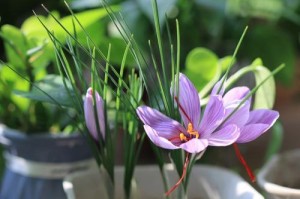 探究“彼岸花”和“藏红花”是否为同一种花（解析彼岸花和藏红花的区别和联系）