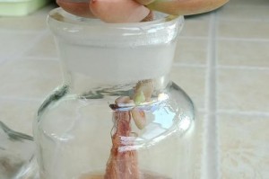 如何处理软掉的蓝铃花叶子（叶子掉落的原因及有效的处理方法）