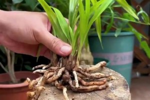 探究兰花根变黑的原因及对策（揭秘兰花根为何会出现黑色病变，如何防治黑根病）