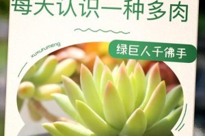 《多肉灯泡的养护指南》（打造迷人盆景，）