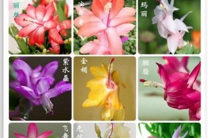 夏天如何养护蟹爪兰（蟹爪兰夏季养护小技巧，让您的花草光彩照人）