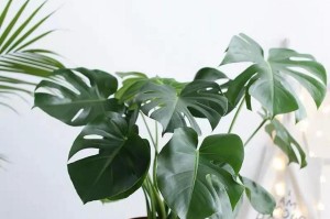 探秘龟背竹的“近亲”们（与龟背竹形似的植物及其特点）