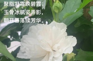 木槿花开的周期及特点（探究木槿花开的奥秘）