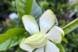 相似度惊人！与栀子花长得很像的花（探索神秘花海中，一朵又一朵神似栀子的美丽花朵）