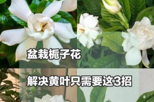 栀子花叶子发黄，如何处理？（探讨栀子花叶子发黄的原因和解决方法）