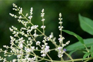 探秘黄荆开花的色彩世界（黄荆开花的颜色种类及意义）