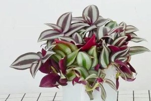探秘吊吊草的养护技巧（打造绿意盎然的室内空间，轻松养吊吊草）