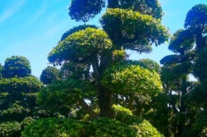 如何应对盆景榕树冬季冻伤问题（保护榕树免受冬季冻害的有效方法）