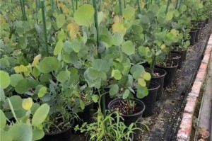 养护以蓝尤加利盆栽的秘诀（打造绿色家居的首选植物——以蓝尤加利盆栽）