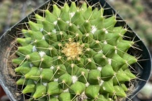仙人掌花的栽培指南（掌握仙人掌花的生长技巧，打造美丽多肉园）
