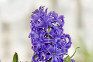 风信子到底有没有香味？（追寻风信子花香的真相）