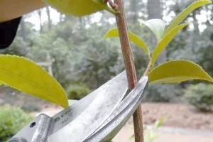 茶花开花后的修剪技巧（掌握关键步骤，让茶花保持健康生长）