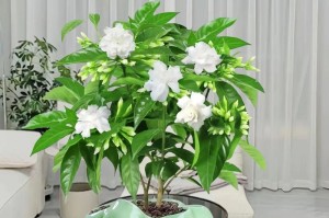 在家也能种出茉莉花！（家庭种植茉莉花的方法和技巧）