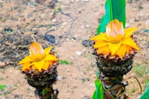 以地涌金莲开花后的处理之道（探索如何科学管理地涌金莲，实现高产丰收）