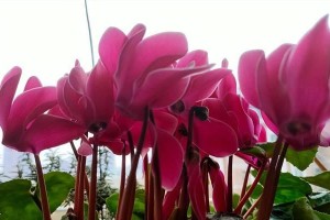 夏日中的花朵沉默——以仙客来夏季怎么花不开呢（探秘仙客来夏季花开的奥秘，为何它们选择沉默？）